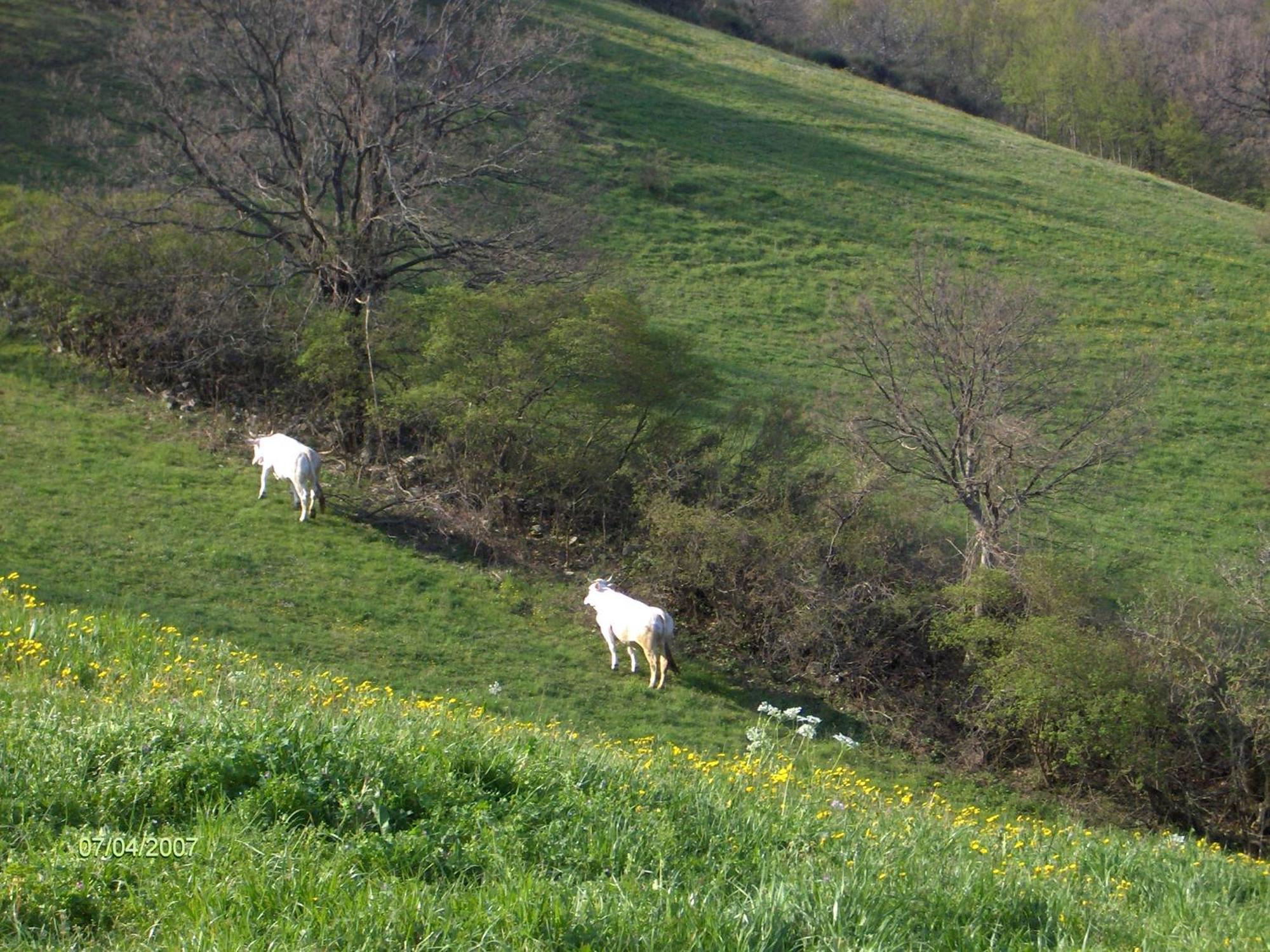 Villa Colticciola Cagli Esterno foto