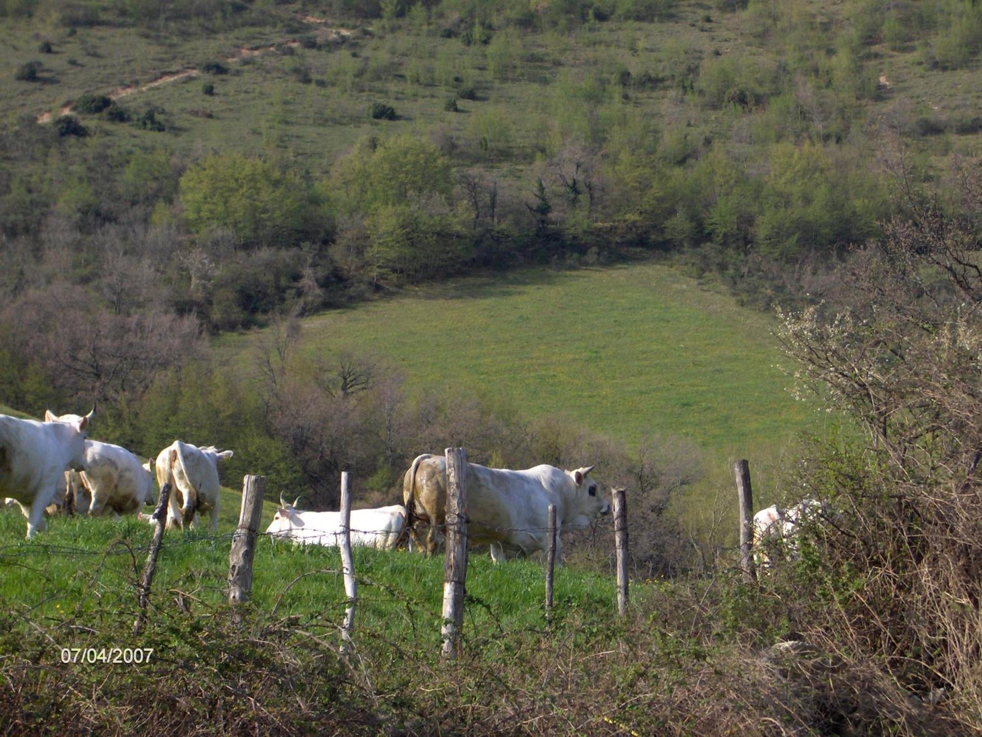 Villa Colticciola Cagli Esterno foto